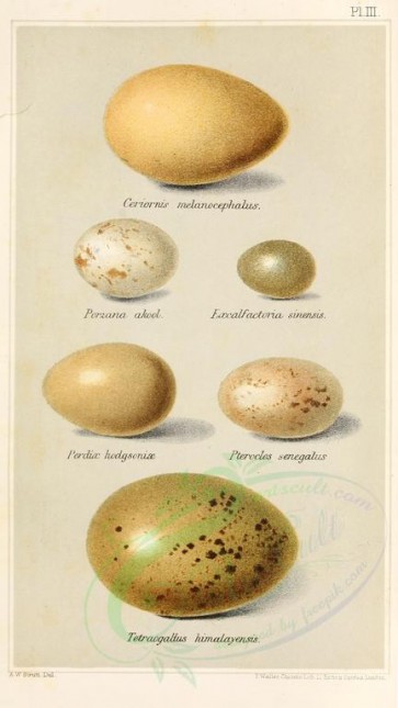 birds_parts_eggs-01692 - image [2596x4613]
