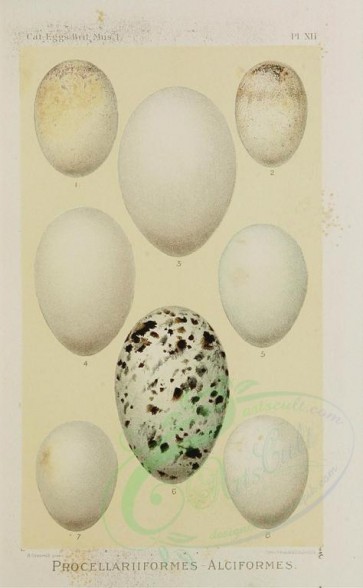 birds_parts_eggs-01698 - image [1481x2395]