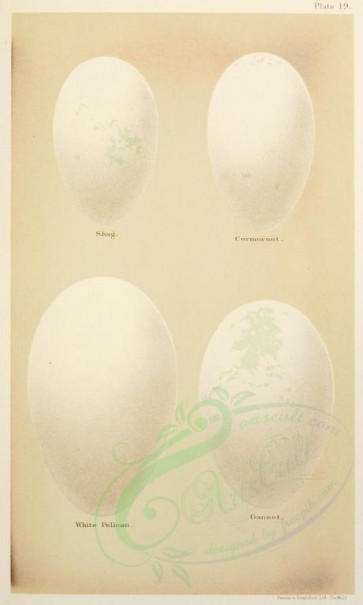 birds_parts_eggs-01883 - image [536x892]