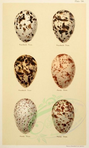 birds_parts_eggs-01894 - image [536x892]