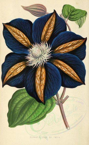 blue_flowers-00074 - Clematis Star of India [1907x3082]