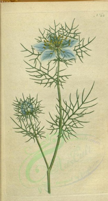 blue_flowers-00093 - 022-nigella damascena, Garden Fennel-flower or Love in a mist or Devil in a bush [1795x3331]