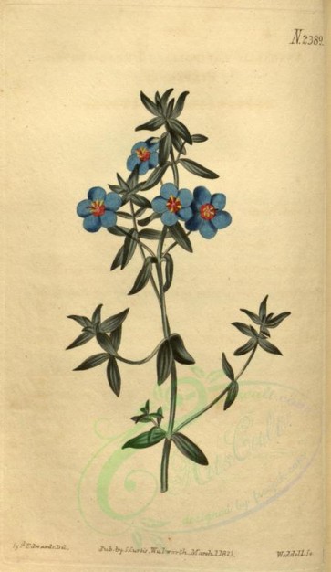 blue_flowers-00238 - 2389-anagallis latifolia, Broad-leaved Pimpernel [1829x3150]
