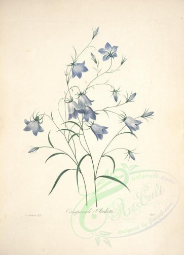 blue_flowers-00469 - campanula [5060x7010]