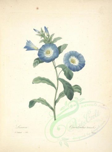 blue_flowers-00471 - convolvulus tricolor [5170x6994]