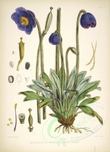 blue_flowers-00511 - meconopsis simplicifolia [5283x7328]