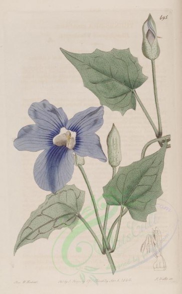 blue_flowers-00640 - 495-thunbergia grandiflora, Blue-flowered Thunbergia [2747x4428]