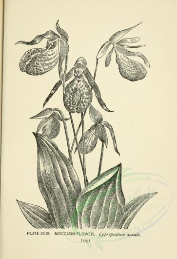 botanical-00080 - black-and-white 037-Moccasin Flower, cypripedium acaule