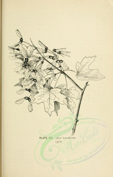 botanical-00215 - black-and-white 045-acer leucoderme
