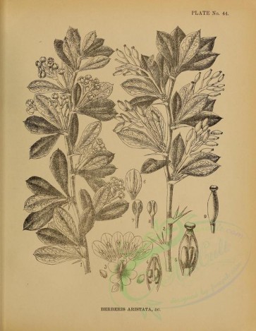 botanical-00549 - black-and-white 028-berberis aristata