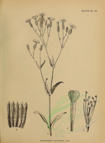 botanical-00686 - black-and-white 165-saponaria vaccaria