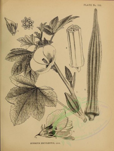 botanical-00705 - black-and-white 184-hibiscus esculentus