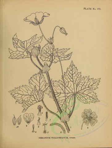 botanical-00727 - black-and-white 206-geranium wallichianum