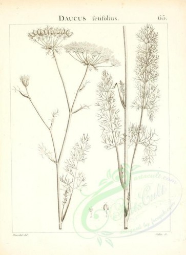 botanical-00815 - black-and-white 065-daucus setifolius