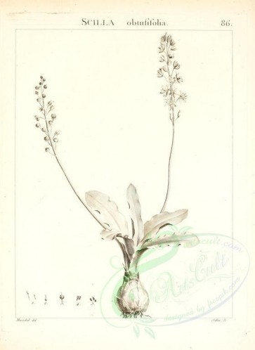 botanical-00837 - black-and-white 087-scilla obtusifolia