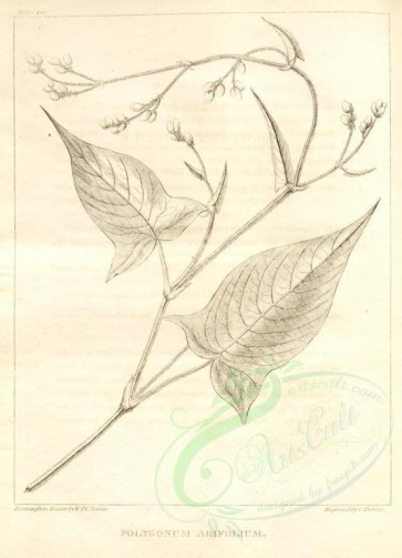 botanical-00974 - black-and-white 028-polygonum arifolium