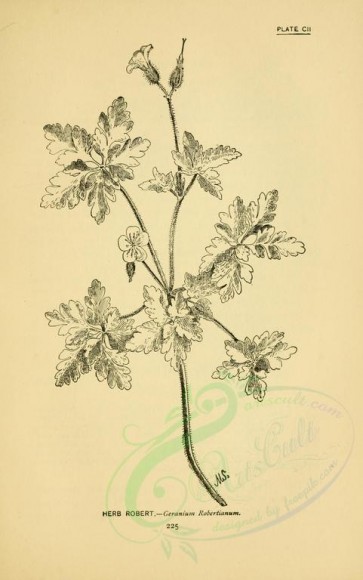 botanical-01178 - black-and-white 075-Herb Robert, geranium robertianum