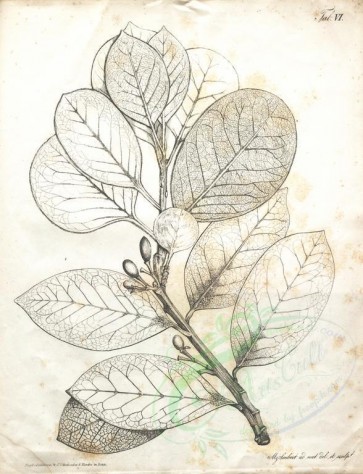 botanical-01219 - black-and-white 006-persea azorica