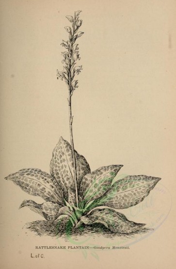 botanical-01332 - black-and-white 104-Rattlesnake Plantain, goodyera menziesii