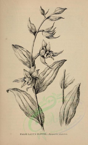 botanical-01377 - black-and-white 149-False Lady's Slipper, epipactis gigantea