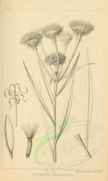 botanical-01423 - black-and-white 002-vernonia arkansana