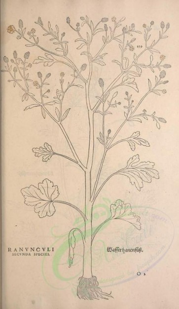 botanical-01790 - black-and-white 039-ranunculi secunda species