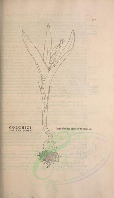 botanical-01847 - black-and-white 096-colchici folia et semen