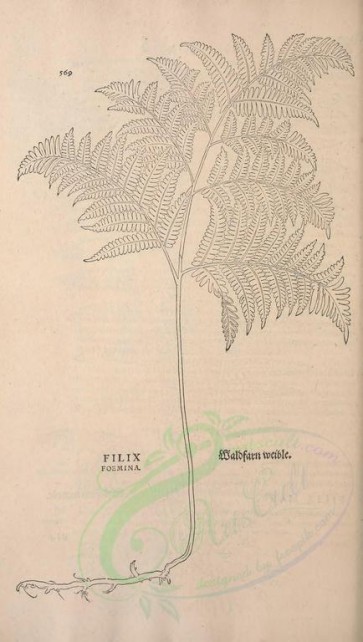 botanical-01901 - black-and-white 150-filix