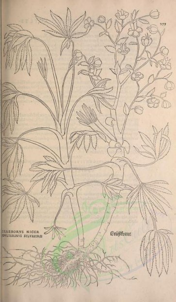 botanical-02064 - black-and-white 313-elleborus niger adulterinus sylvestris