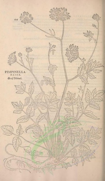 botanical-02173 - black-and-white 422-pimpinella major