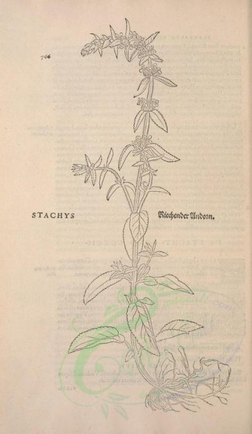 botanical-02219 - black-and-white 468-stachys