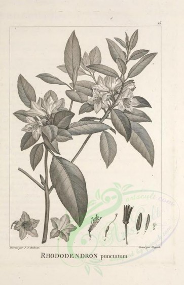 botanical-02282 - black-and-white 015-rhododendron punctatum