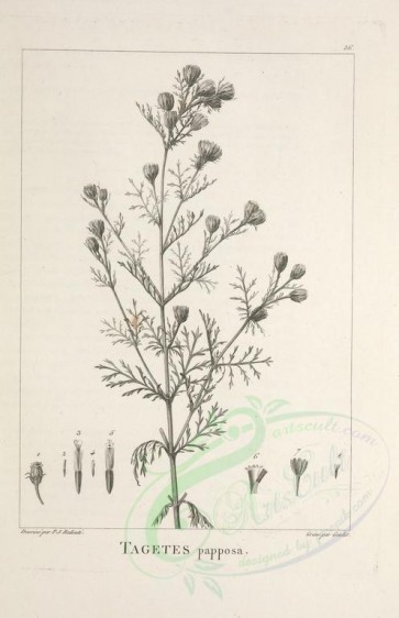 botanical-02303 - black-and-white 036-tagetes papposa