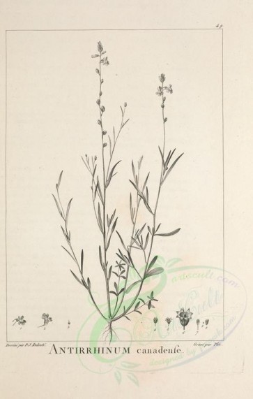 botanical-02316 - black-and-white 049-antirrhinum canadense