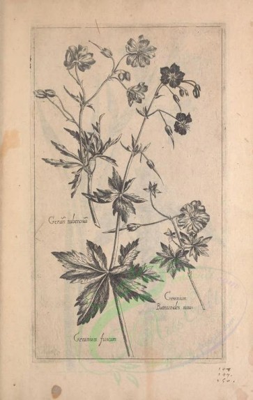 botanical-02399 - black-and-white 032-geranium fuscum, geranium tuberosa, geranium batracoides