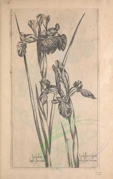 botanical-02433 - black-and-white 066-iris bulbosa