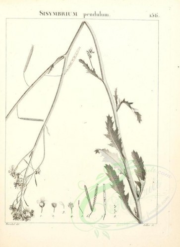 botanical-02496 - black-and-white 036-sisymbrium pendulum
