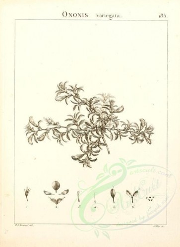 botanical-02525 - black-and-white 065-ononis variegata
