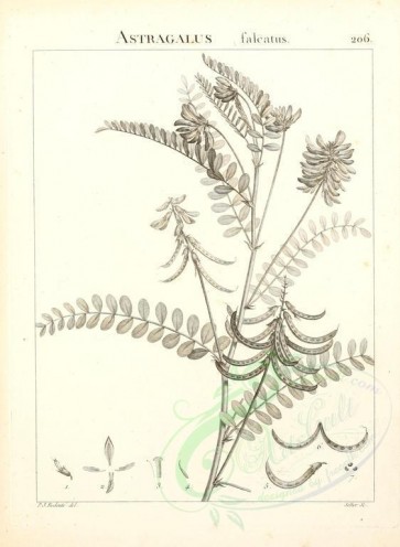 botanical-02546 - black-and-white 086-astragalus falcatus