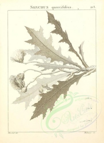 botanical-02553 - black-and-white 093-sonchus quercifolius