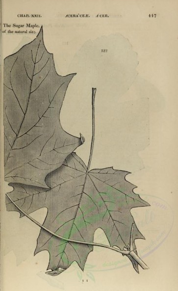 botanical-02719 - black-and-white 012-Sugar Maple, acer saccharinum, Leaves