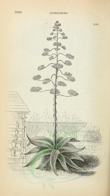 botanical-02752 - black-and-white 001-agave americana