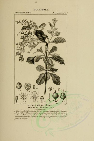 botanical-02907 - black-and-white 034-duranta plumieri