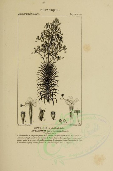 botanical-02945 - black-and-white 072-stylidium laricifolium