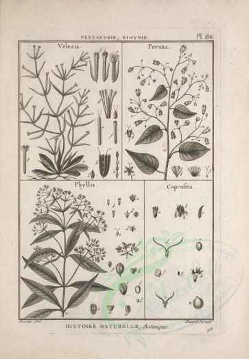 botanical-03053 - black-and-white 086-velezia, porana, phyllis, coprosma