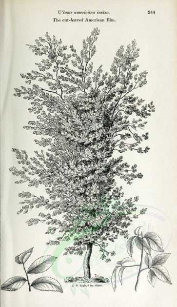 botanical-03148 - black-and-white 030-Cut-leaved American Elm, ulmus americana incisa