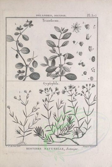 botanical-03288 - black-and-white 075-trianthema, gypsophila
