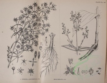 botanical-05710 - black-and-white 037-swertia angustifolia, swertia chirata
