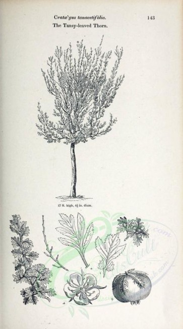 botanical-06531 - black-and-white Tansy-leaved Thorn, crataegus tanacetifolia