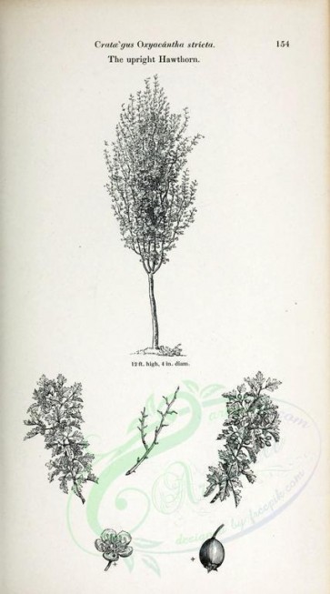 botanical-06542 - black-and-white Upright Hawthorn, crataegus oxyacantha stricta